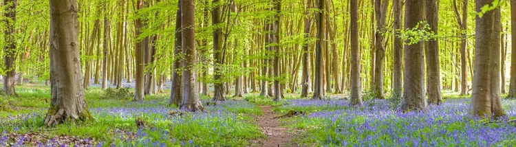 Picture of PATHWAY THROUGH FOREST