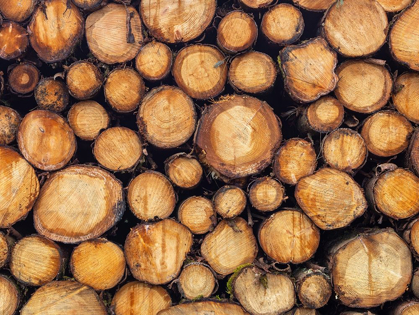 Picture of WOOD LOGS