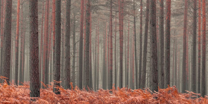 Picture of MISTY FOREST