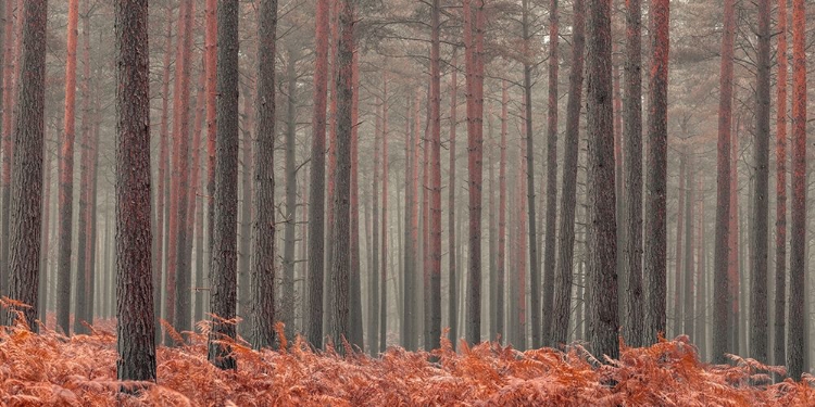 Picture of MISTY FOREST