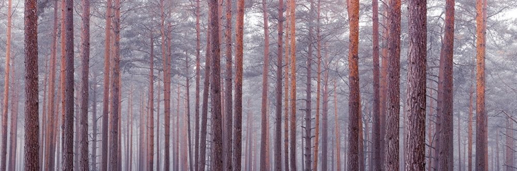 Picture of TREE TRUNKS