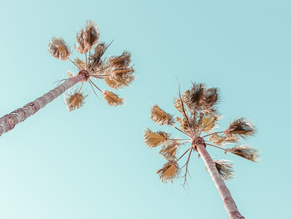 Picture of PALM TREES