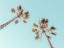 Picture of PALM TREES