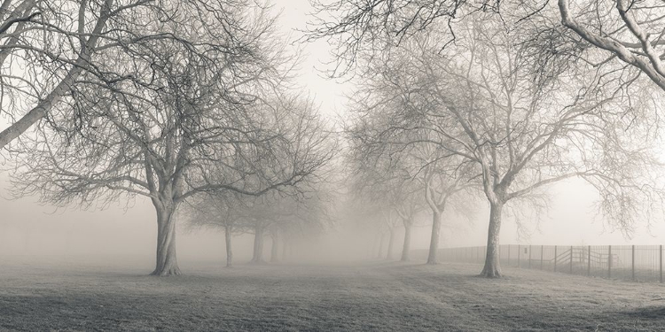 Picture of PATHWAY THROUGH TREES