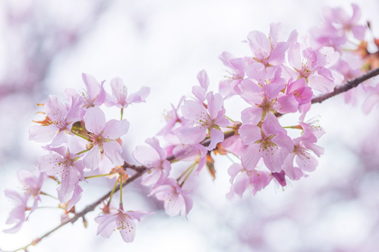 Picture of BLOSSOMS