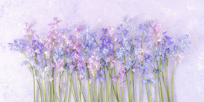 Picture of BLUEBELL FLOWERS