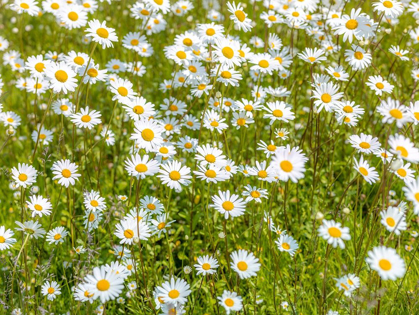 Picture of DAISY FLOWERS