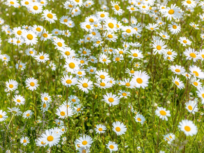 Picture of DAISY FLOWERS