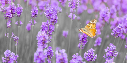 Picture of BUTTERFLY LAVENDER FLOWERS