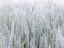 Picture of WHEAT FIELD
