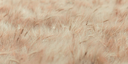 Picture of WHEAT FIELD