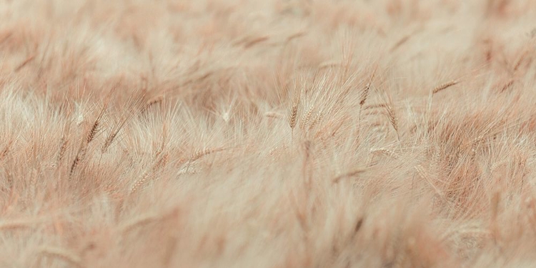 Picture of WHEAT FIELD