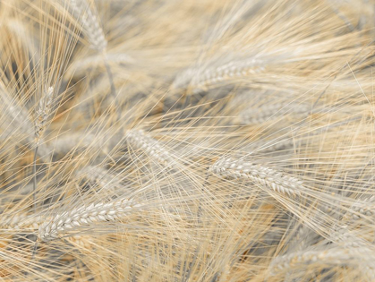 Picture of WHEAT FIELD