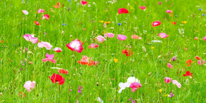 Picture of MEADOW FLOWERS