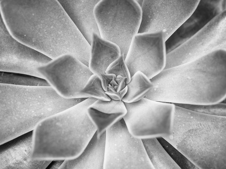 Picture of SUCCULENT PLANT