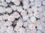 Picture of FULL FRAME OF ROSES