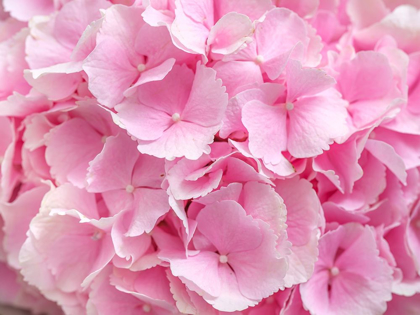 Picture of HYDRANGEA FLOWER BOUQUET