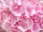 Picture of HYDRANGEA FLOWER BOUQUET