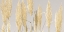 Picture of FEATHER REEDS