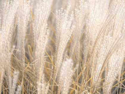 Picture of JAPANESE SILVER GRASS