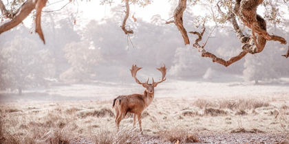 Picture of STAG IN A FIELD