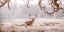 Picture of STAG IN A FIELD