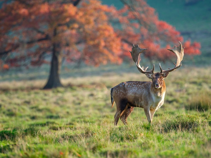 Picture of STAG IN A FIELD