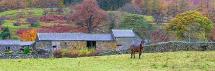 Picture of HORSE IN A FIELD