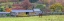 Picture of HORSE IN A FIELD