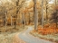 Picture of ROAD THROUGH FOREST