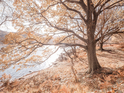 Picture of DERWENTWATER-LAKE DISTRICT