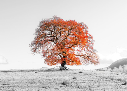 Picture of TREE ON A HILL