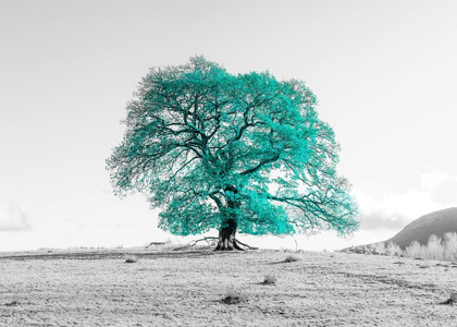 Picture of TREE ON A HILL