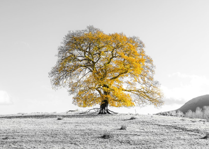 Picture of TREE ON A HILL