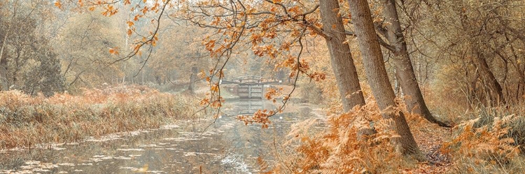 Picture of CANAL THROUGH A FOREST