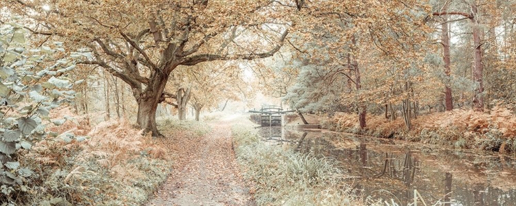 Picture of CANAL THROUGH A FOREST