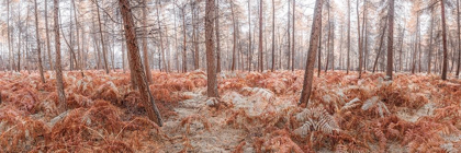 Picture of AUTUMN FOREST