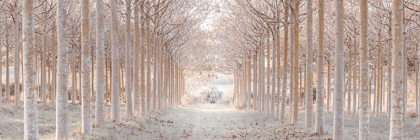 Picture of WINTER FOREST