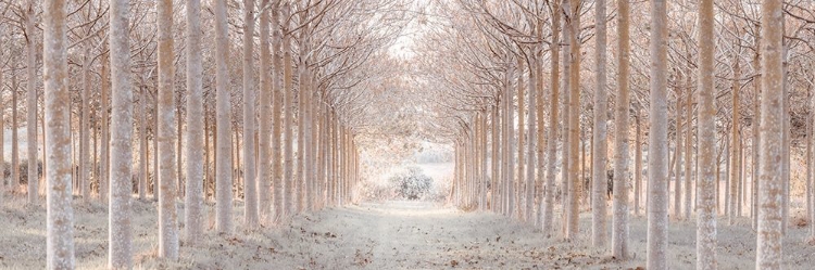 Picture of WINTER FOREST