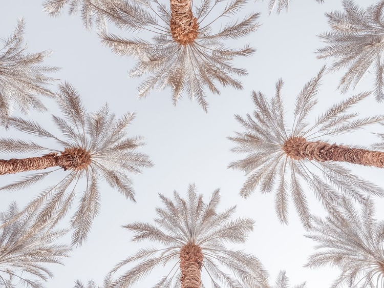 Picture of PALM TREES