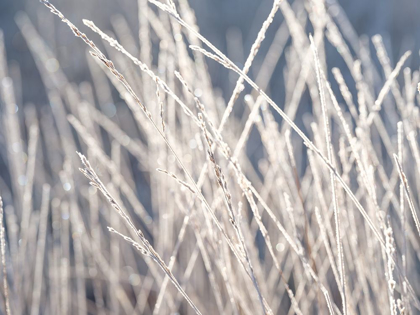Picture of FROST ON GRASS