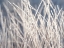 Picture of FROST ON GRASS