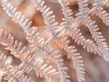 Picture of FROST ON PLANT