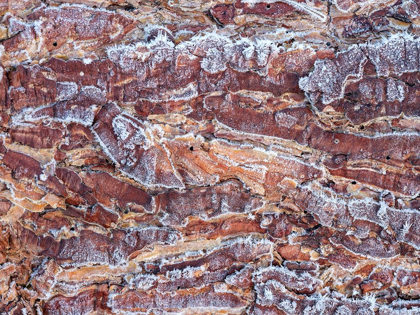 Picture of FROST ON WOOD BARK