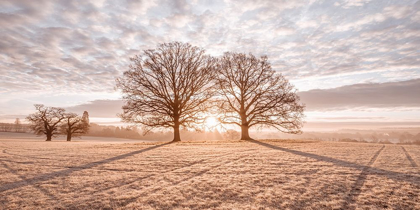 Picture of TREES IN MEADOW