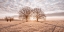 Picture of TREES IN MEADOW