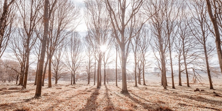 Picture of SUN SHINING THROUGH TREES