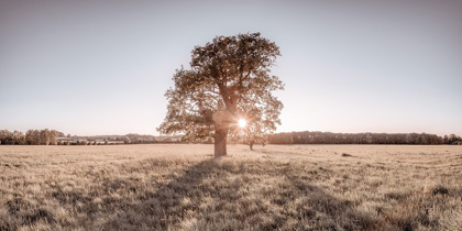 Picture of SUN SHINING THROUGH A TREE