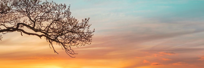 Picture of BRANCHES AT SUNSET