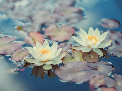 Picture of LOTUS IN POND